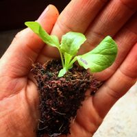 kleine Salatpflanze