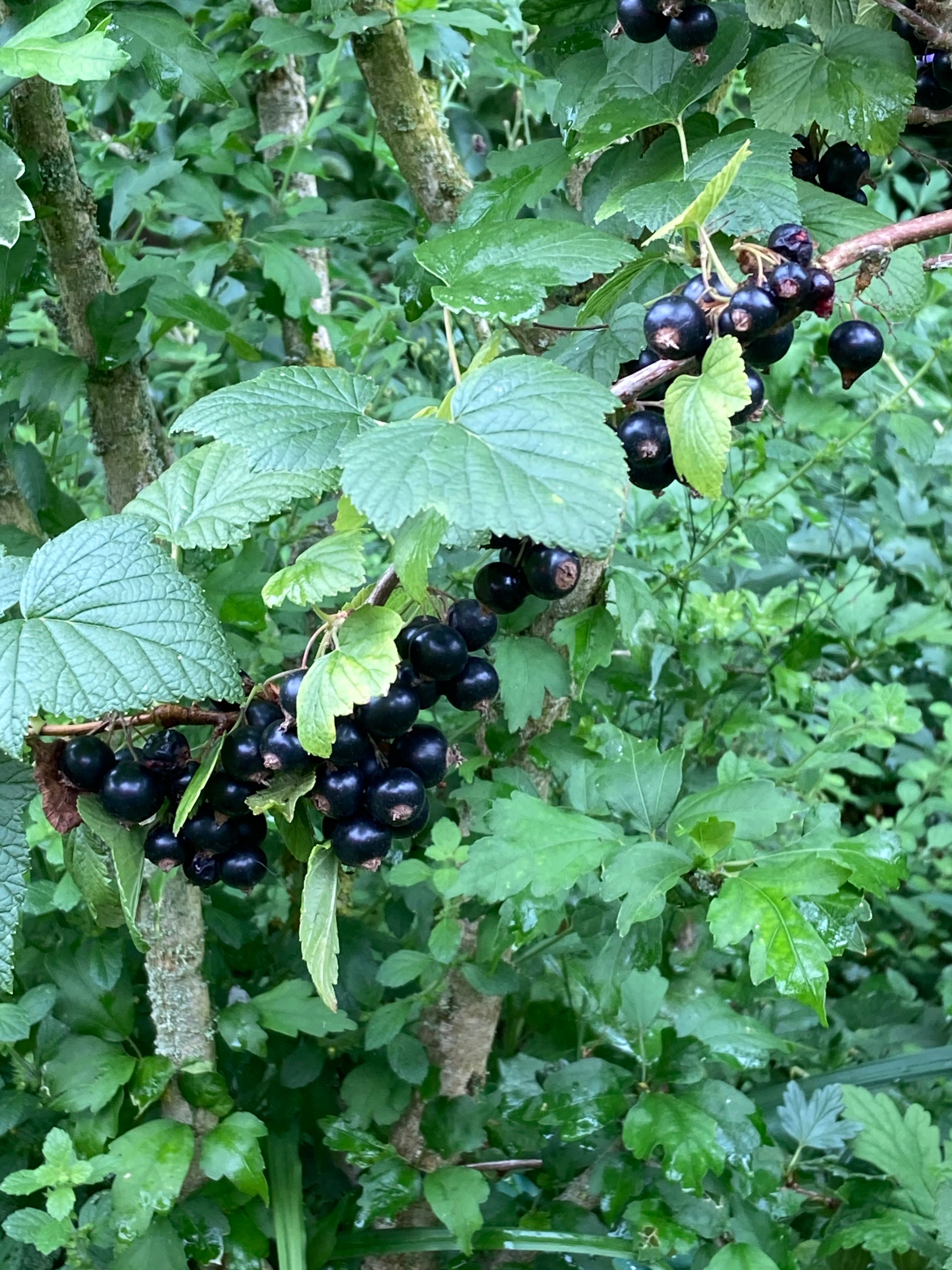 Gemüseanbau auf kleinem Raum, naturnahes Gärtnern